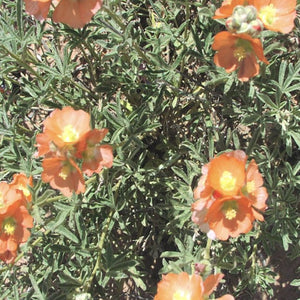 Scarlet Globemallow*