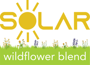 Solar Wildflower Blend