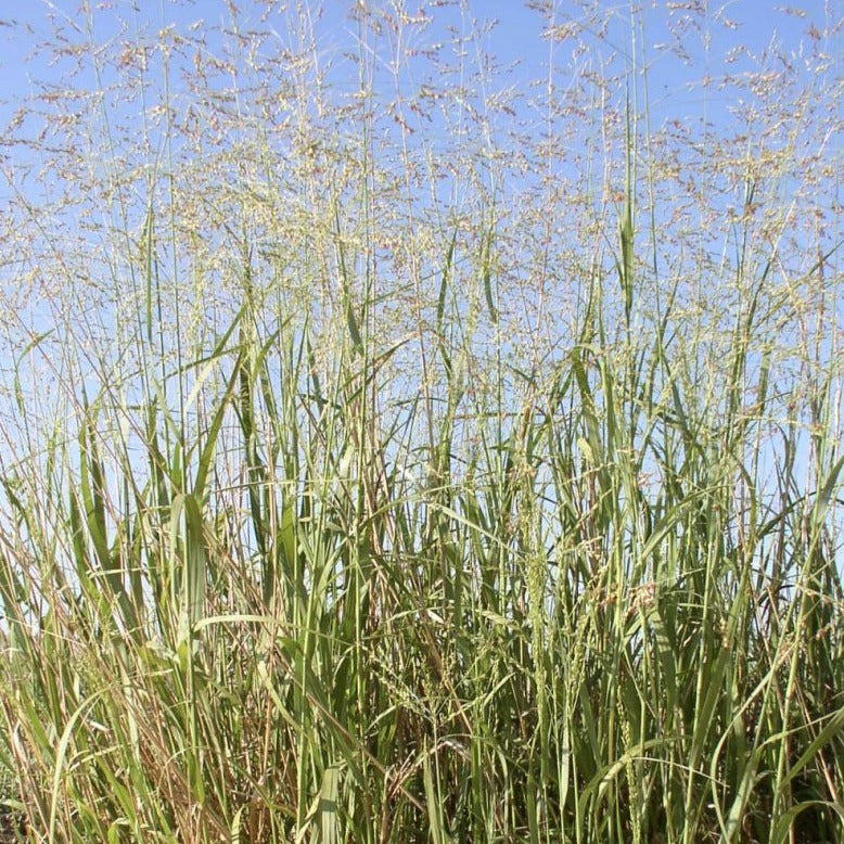 Switchgrass Seed Native Switchgrass And Big Bluestem My Mini Prairie