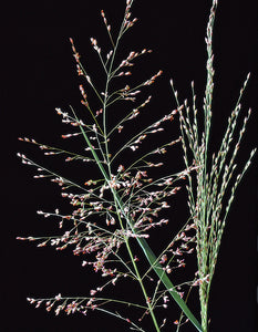 Switch Grass Panicum Vigatum