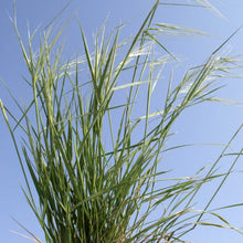 Load image into Gallery viewer, Texas Wintergrass*

