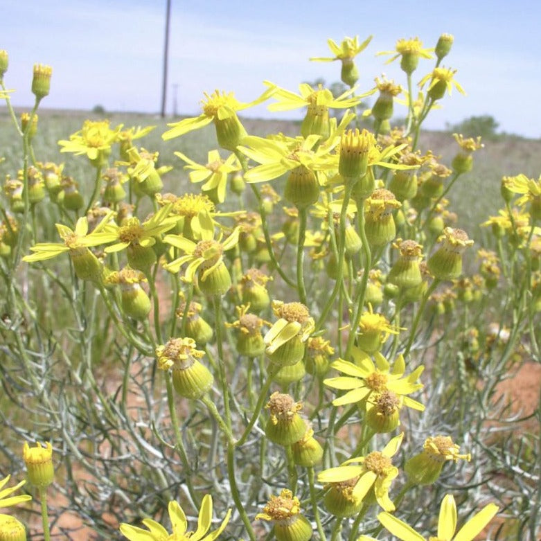 Threadleaf Groundsel*