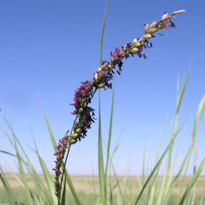 Vine Mesquite