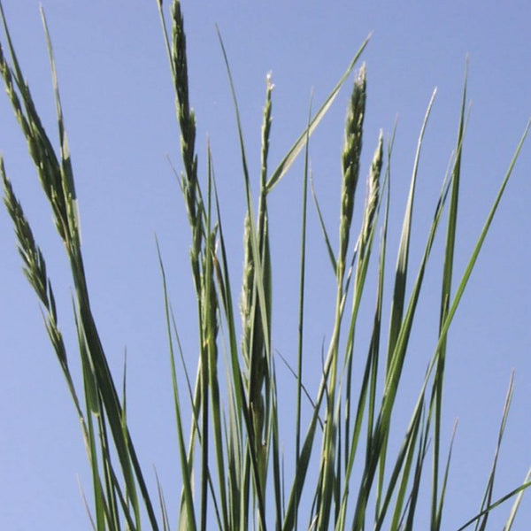 wheatgrass seeds for planting Western Wheatgrass – Bamert Seed