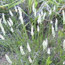 Load image into Gallery viewer, White Milkwort*
