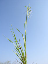 Load image into Gallery viewer, Wild Oat*
