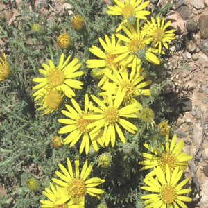 Yellow Spiny Daisy*