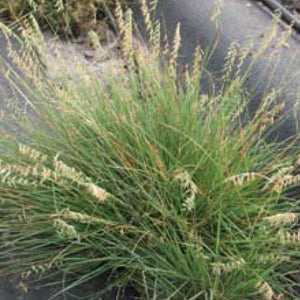 Atascosa Germplasm Texas Grama