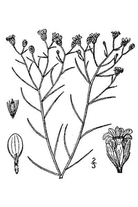 Broomweed (common)*