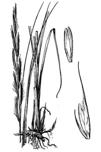 Prairie Cordgrass*
