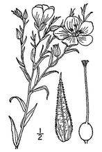 Load image into Gallery viewer, Prairie Flax*
