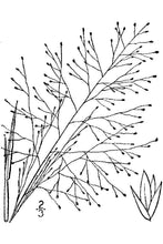 Load image into Gallery viewer, Scratchgrass Muhly*
