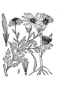 Tansy Aster*