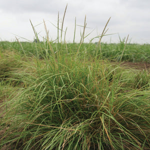 Permian Germplasm Whiplash Pappusgrass