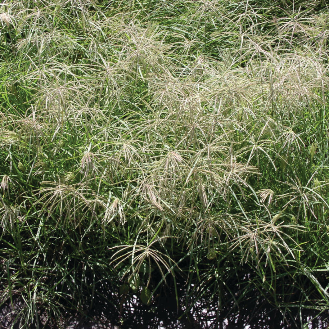 Welder Germplasm Shortspike Windmillgrass